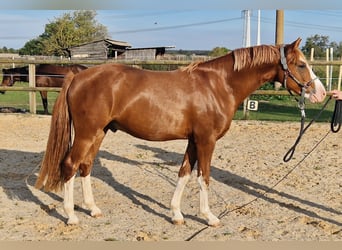 Poni alemán, Caballo castrado, 3 años, 147 cm, Alazán