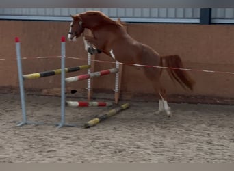 Poni alemán, Caballo castrado, 3 años, 147 cm, Alazán