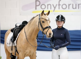 Poni alemán, Caballo castrado, 3 años, 147 cm, Bayo