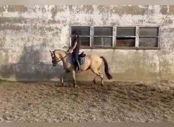 Poni alemán, Caballo castrado, 3 años, 147 cm, Buckskin/Bayo