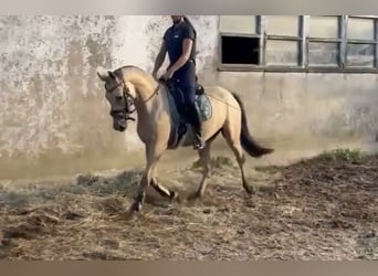 Poni alemán, Caballo castrado, 3 años, 147 cm, Buckskin/Bayo