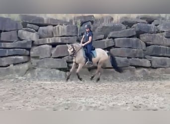 Poni alemán, Caballo castrado, 3 años, 147 cm, Buckskin/Bayo