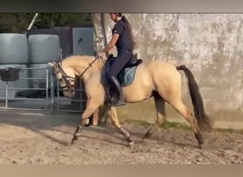 Poni alemán, Caballo castrado, 3 años, 147 cm, Buckskin/Bayo