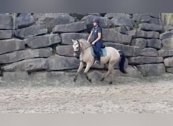 Poni alemán, Caballo castrado, 3 años, 147 cm, Buckskin/Bayo