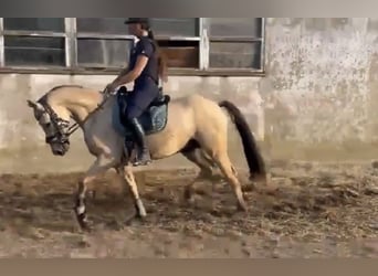 Poni alemán, Caballo castrado, 3 años, 147 cm, Buckskin/Bayo