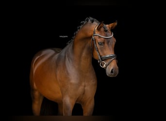 Poni alemán, Caballo castrado, 3 años, 147 cm, Castaño