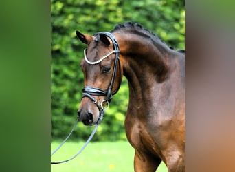 Poni alemán, Caballo castrado, 3 años, 147 cm, Castaño