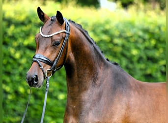 Poni alemán, Caballo castrado, 3 años, 147 cm, Castaño