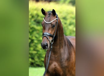 Poni alemán, Caballo castrado, 3 años, 147 cm, Castaño