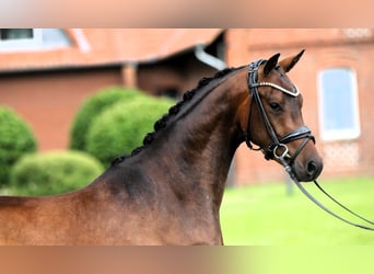 Poni alemán, Caballo castrado, 3 años, 147 cm, Castaño