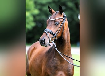 Poni alemán, Caballo castrado, 3 años, 147 cm, Castaño