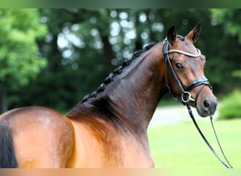 Poni alemán, Caballo castrado, 3 años, 147 cm, Castaño