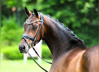 Poni alemán, Caballo castrado, 3 años, 147 cm, Castaño