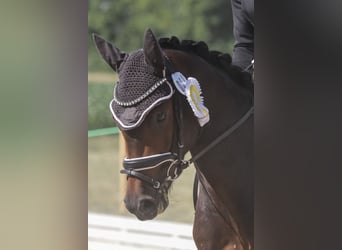 Poni alemán, Caballo castrado, 3 años, 147 cm, Castaño oscuro