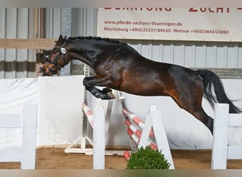 Poni alemán, Caballo castrado, 3 años, 147 cm, Castaño oscuro