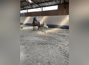 Poni alemán, Caballo castrado, 3 años, 147 cm, Palomino