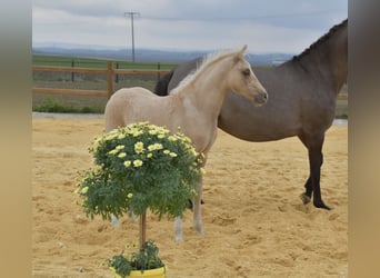 Poni alemán, Caballo castrado, 3 años, 147 cm, Palomino