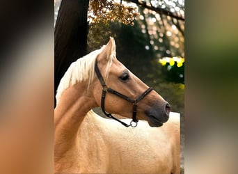 Poni alemán, Caballo castrado, 3 años, 147 cm, Palomino