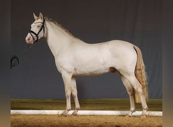 Poni alemán, Caballo castrado, 3 años, 147 cm, Perlino