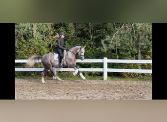 Poni alemán, Caballo castrado, 3 años, 147 cm, Tordo