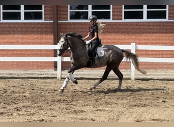 Poni alemán, Caballo castrado, 3 años, 147 cm, Tordo