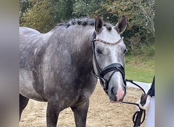 Poni alemán, Caballo castrado, 3 años, 147 cm, Tordo