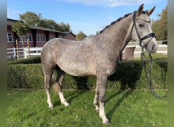 Poni alemán, Caballo castrado, 3 años, 147 cm, Tordo