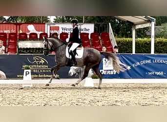 Poni alemán, Caballo castrado, 3 años, 147 cm, Tordo