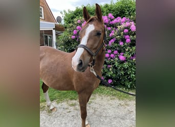 Poni alemán, Caballo castrado, 3 años, 148 cm, Alazán