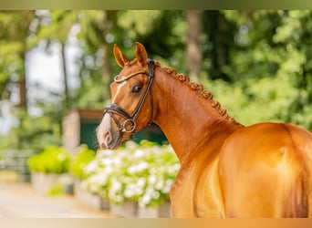 Poni alemán, Caballo castrado, 3 años, 148 cm, Alazán