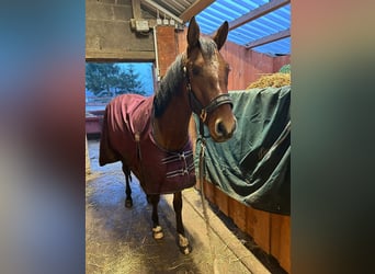 Poni alemán, Caballo castrado, 3 años, 148 cm, Bayo