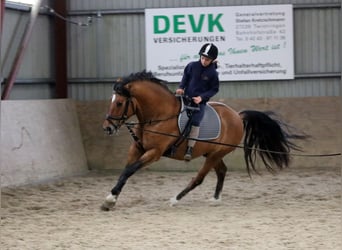 Poni alemán, Caballo castrado, 3 años, 148 cm, Bayo