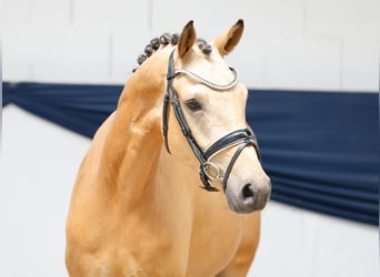 Poni alemán, Caballo castrado, 3 años, 148 cm, Bayo