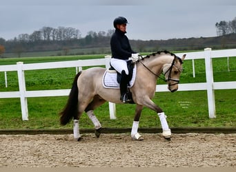 Poni alemán, Caballo castrado, 3 años, 148 cm, Buckskin/Bayo
