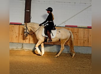 Poni alemán, Caballo castrado, 3 años, 148 cm