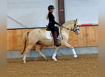 Poni alemán, Caballo castrado, 3 años, 148 cm