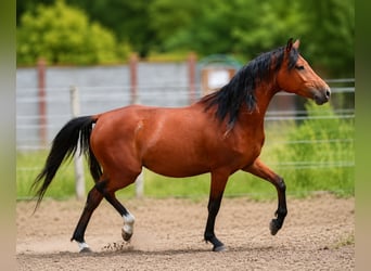 Poni alemán, Caballo castrado, 3 años, 148 cm, Castaño