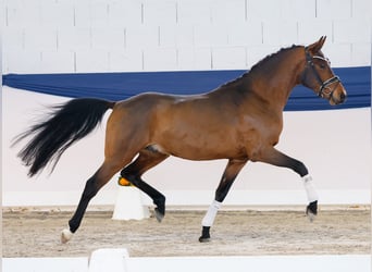 Poni alemán, Caballo castrado, 3 años, 148 cm, Castaño