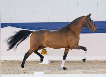 Poni alemán, Caballo castrado, 3 años, 148 cm, Castaño