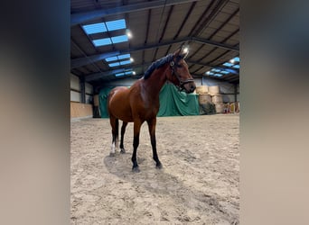 Poni alemán, Caballo castrado, 3 años, 148 cm, Castaño