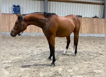 Poni alemán, Caballo castrado, 3 años, 148 cm, Castaño