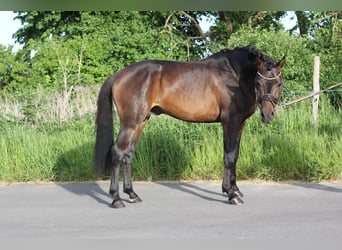 Poni alemán, Caballo castrado, 3 años, 148 cm, Castaño oscuro