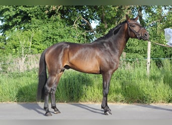 Poni alemán, Caballo castrado, 3 años, 148 cm, Castaño oscuro