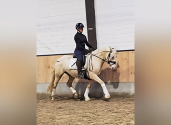 Poni alemán, Caballo castrado, 3 años, 148 cm, Palomino