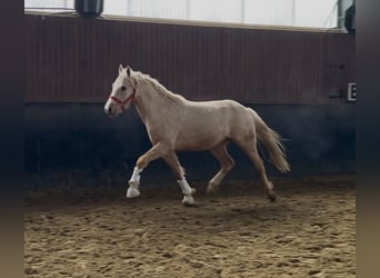 Poni alemán, Caballo castrado, 3 años, 148 cm, Palomino
