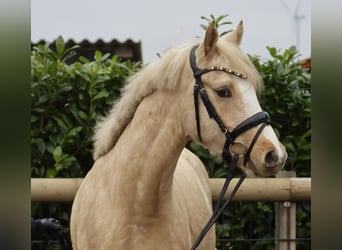 Poni alemán, Caballo castrado, 3 años, 148 cm, Palomino