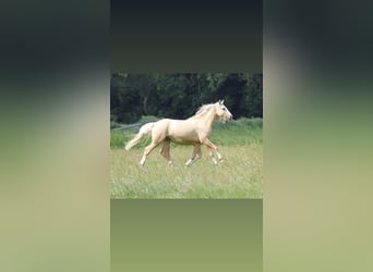 Poni alemán, Caballo castrado, 3 años, 148 cm, Palomino