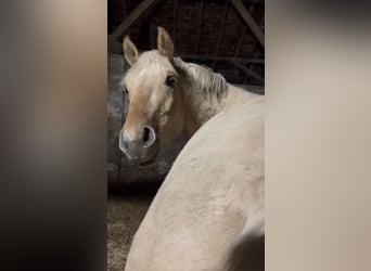 Poni alemán, Caballo castrado, 3 años, 148 cm, Palomino