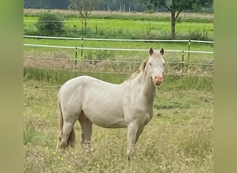 Poni alemán, Caballo castrado, 3 años, 148 cm, Perlino