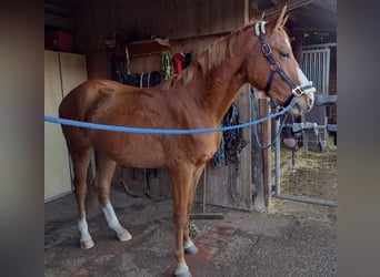Poni alemán, Caballo castrado, 3 años, 149 cm, Alazán